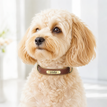 Personalized Dog Collar with Name & Phone Nr.